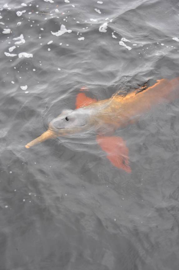 Boto Cor de Rosa submerso nas águas escuras do Rio Negro, em Novo Airão - AM